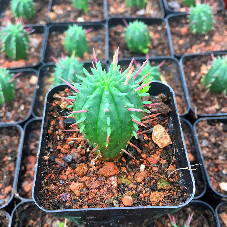 绿植多肉火麒麟又名红彩阁植物室内办公室新手好养包多肉植物