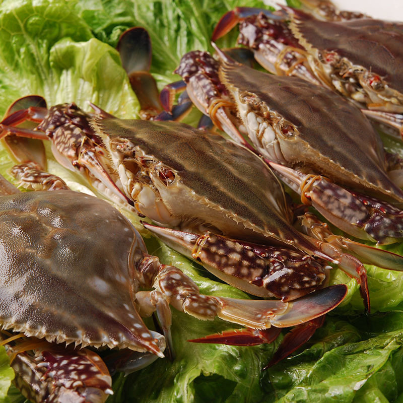 大公顺丰水产海鲜蟹飞蟹白鲜活特大梭子野生梭子蟹