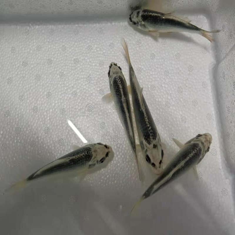 锦鲤日本纯种活体银松松叶鱼苗观赏鱼冷水鱼金鱼鱼