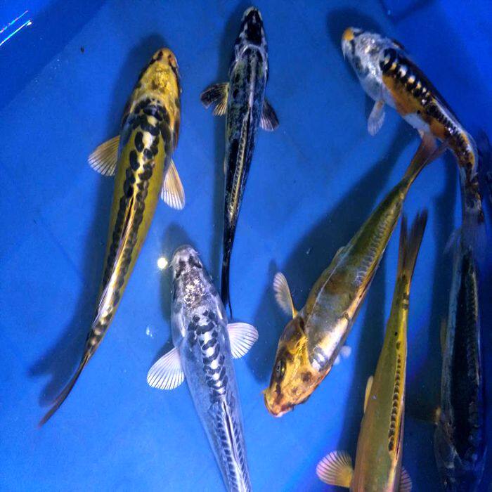 纯种日本辉龙黄金松叶龙凤锦鲤活体鱼苗冷水鱼