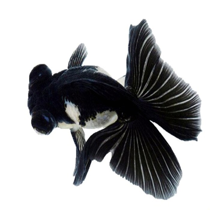 精品品蝶活体包活观赏鱼冷水风水金鱼淡水鱼招财鱼