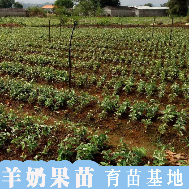 羊奶果苗德甜二号纯甜嫁接特大果树树苗胡颓果树