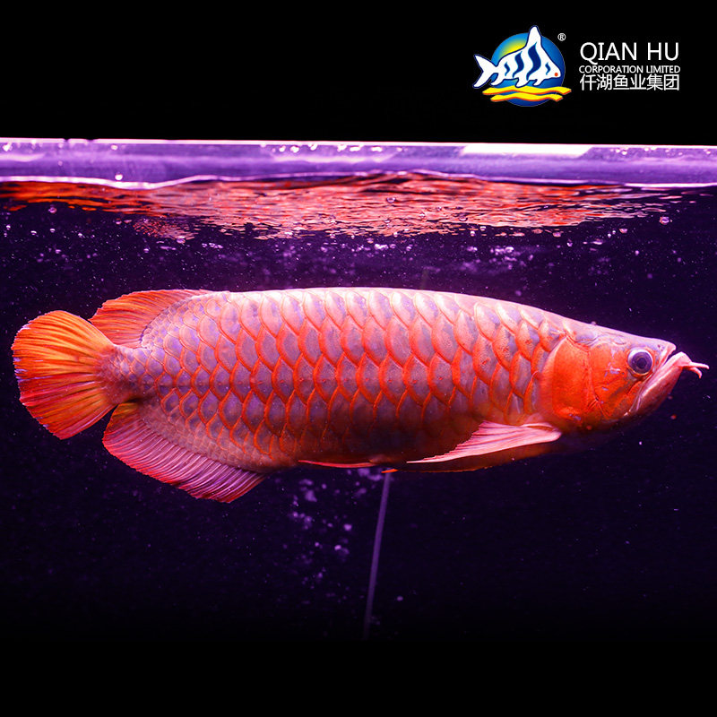 仟湖鱼场 印尼红龙鱼22公分 紫艳红龙鱼 活体 观赏鱼 热带鱼