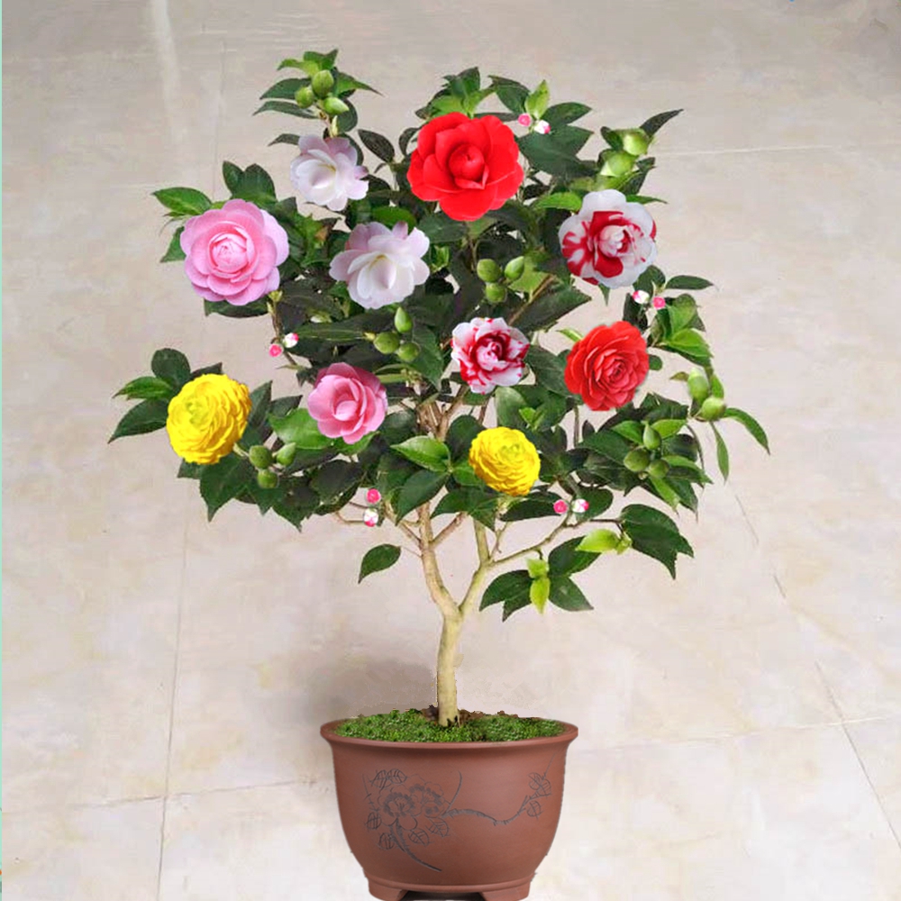 花卉茶花花苗山茶花树苗盆栽四季开花绿植植物时令草本花卉