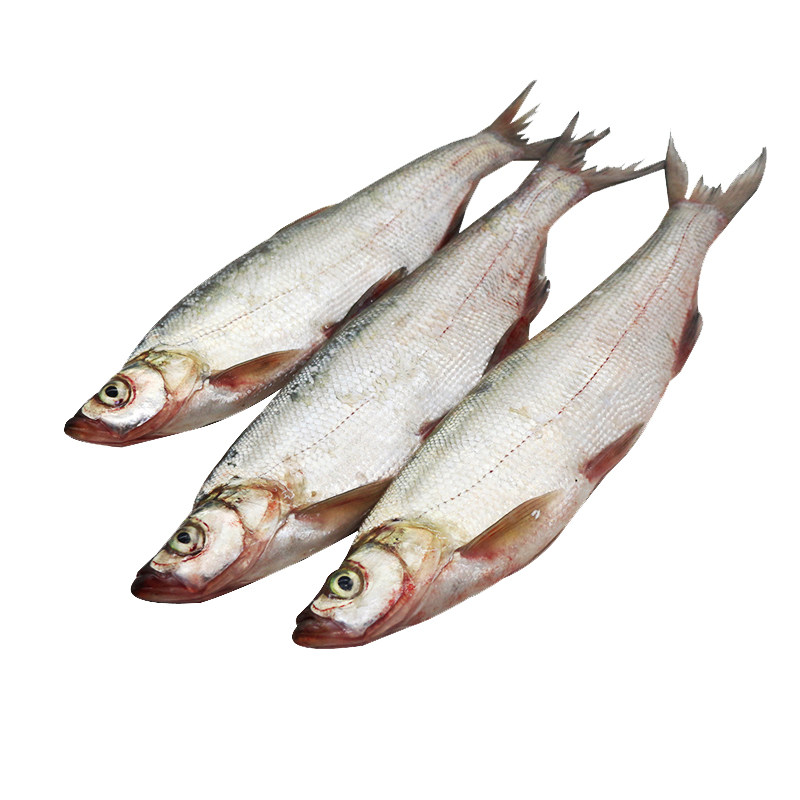 赋予查干湖野生大白5斤半斤左右一条淡水鱼类