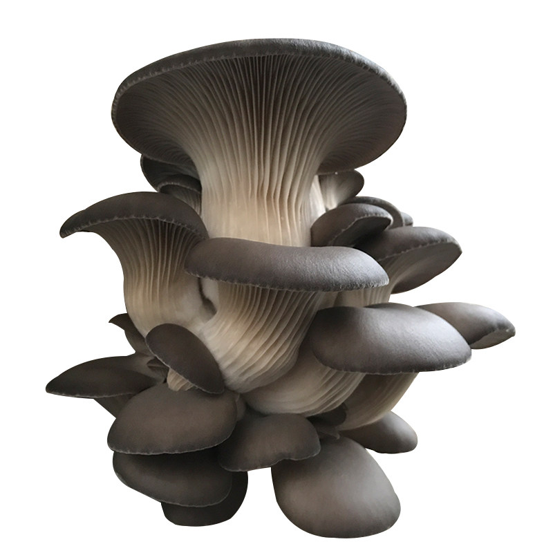 新鲜平菇 蘑菇 侧耳糙皮蚝菇黑牡丹菇食用菌新鲜蔬菜现采400g