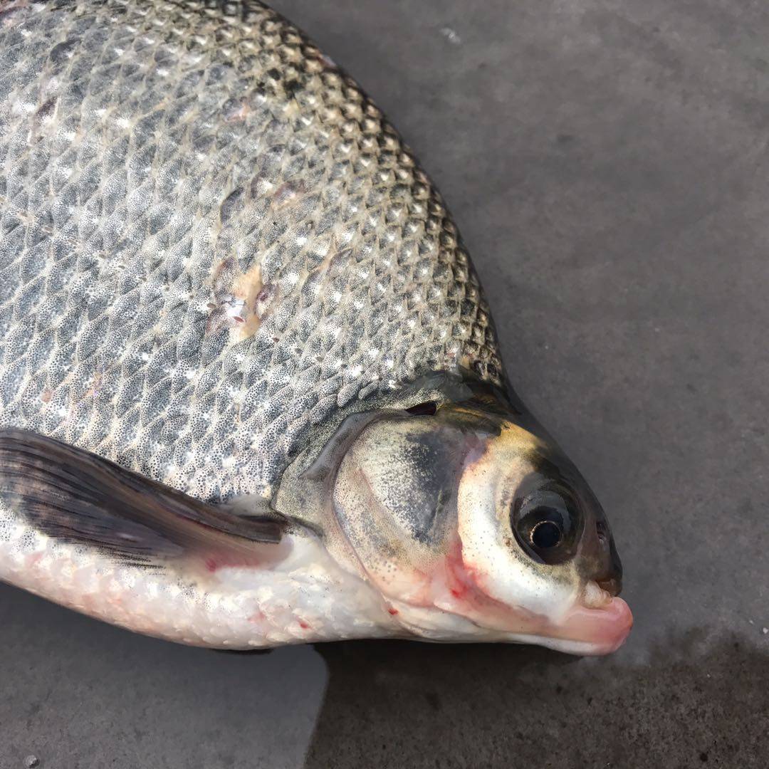 武昌鱼 密云野生新鲜方鱼鲜鲂鱼团头鲂500克拍2份包邮再减5元