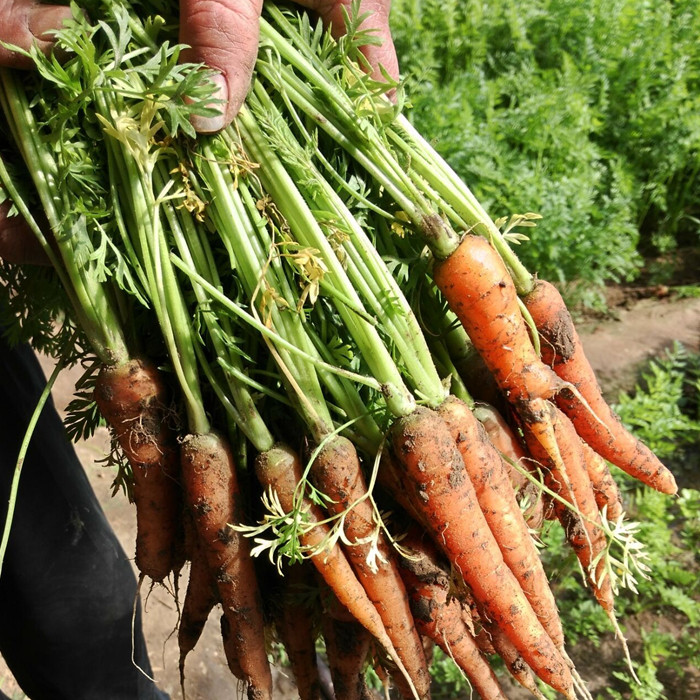 新鲜带叶手指小胡萝卜5斤包邮 红卜仔 迷你胡萝卜 新鲜手指萝卜