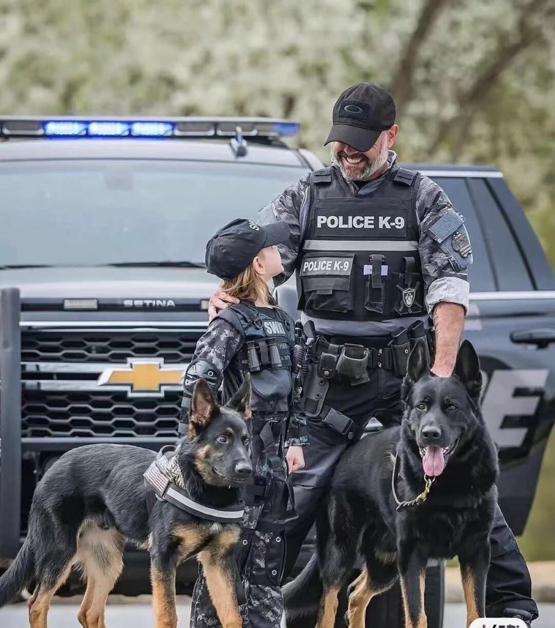 纯种赛级德国牧羊犬活体狼狗警犬幼崽锤系背犬狗狗