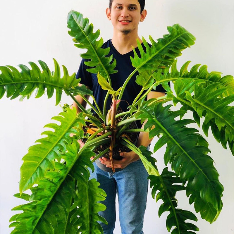 包邮泰国蔓绿宽羽火之philodendronnarrow网红室内盆栽绿植