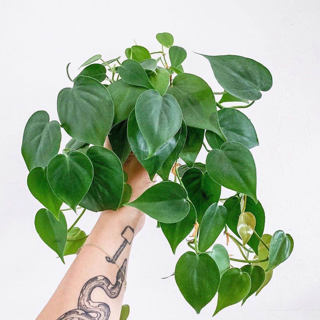 花器心叶藤杏叶蔓绿室内耐阴甲醛绿萝吊兰绿植绿植