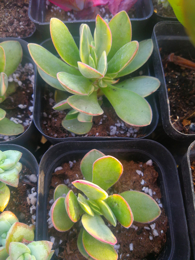 4月朝霞实拍新品变异一物一拍稀有自然锦覆轮多肉植物