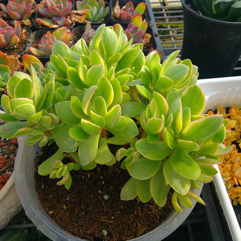 4月朝霞实拍新品变异一物一拍稀有自然锦覆轮多肉植物