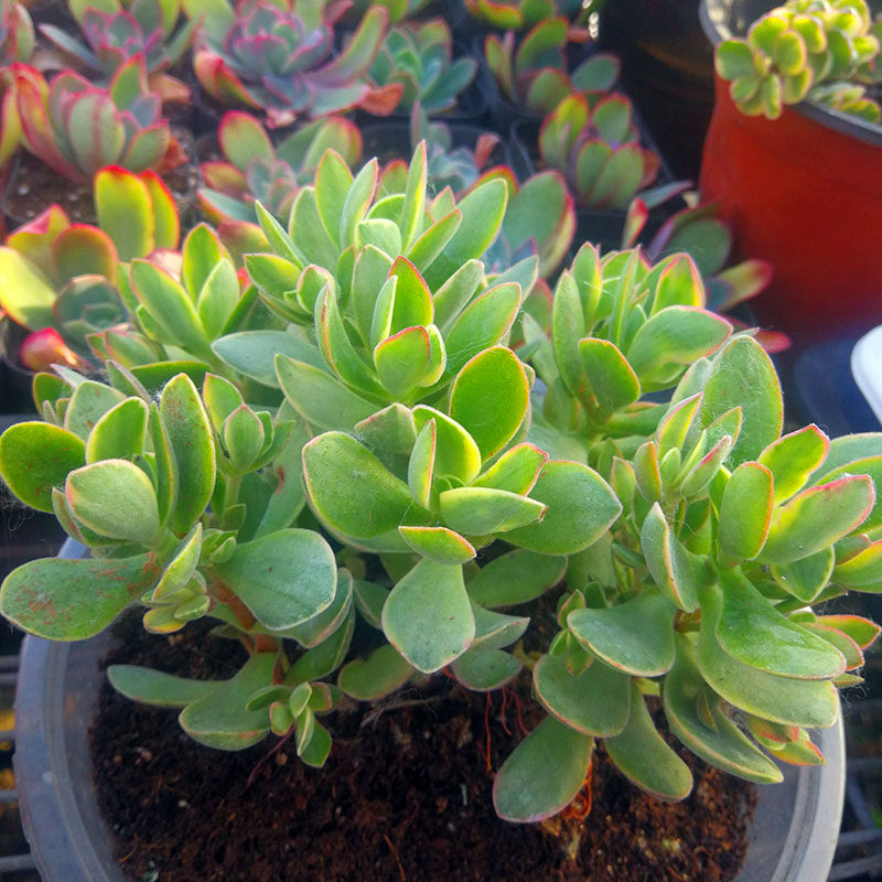 4月朝霞实拍新品变异一物一拍稀有自然锦覆轮多肉植物