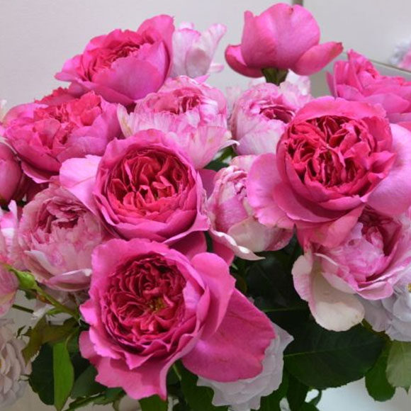 伊芙玫瑰草莓花环特桃出钱水日香水is白法师时令草本花卉