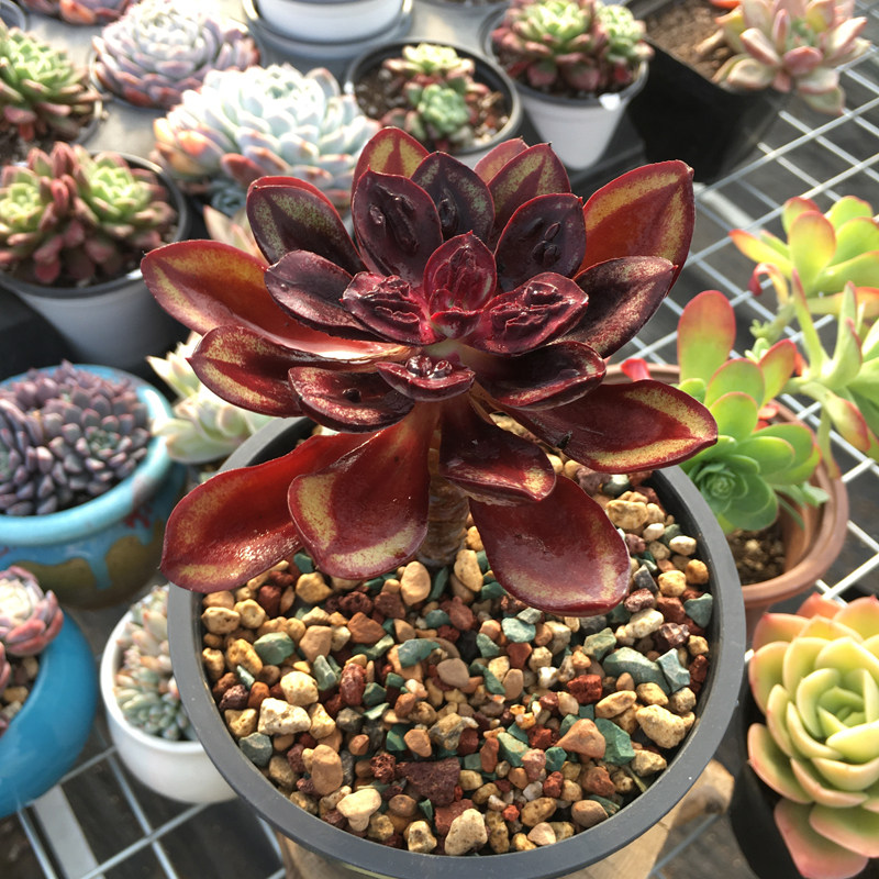 多肉梦露园艺叶红龙骨红司红丝植物办公创意多肉植物