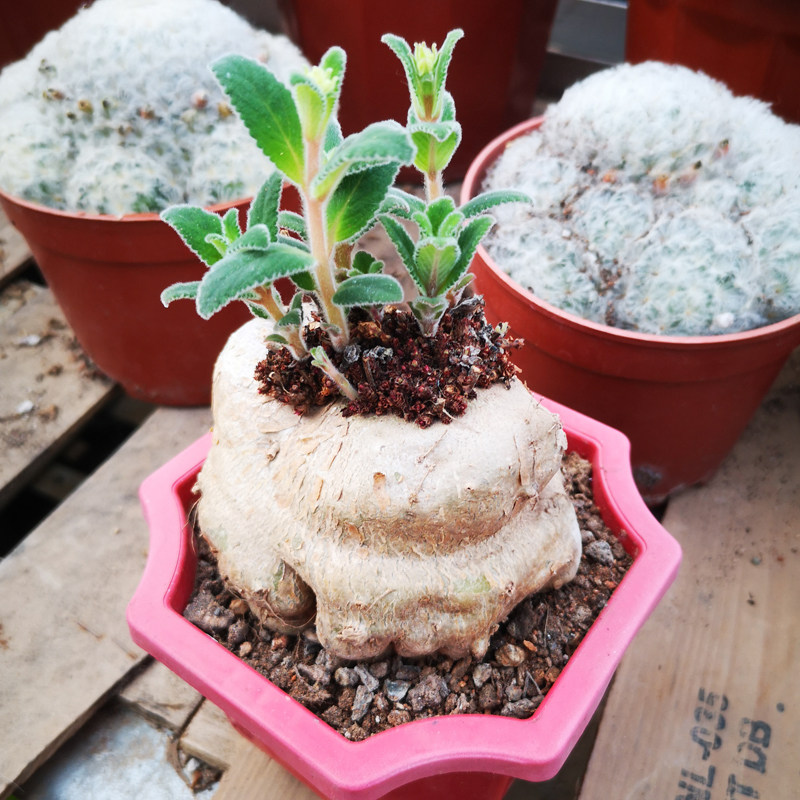 断崖红花女王王子一物一拍多肉植物盆栽进口多肉植物