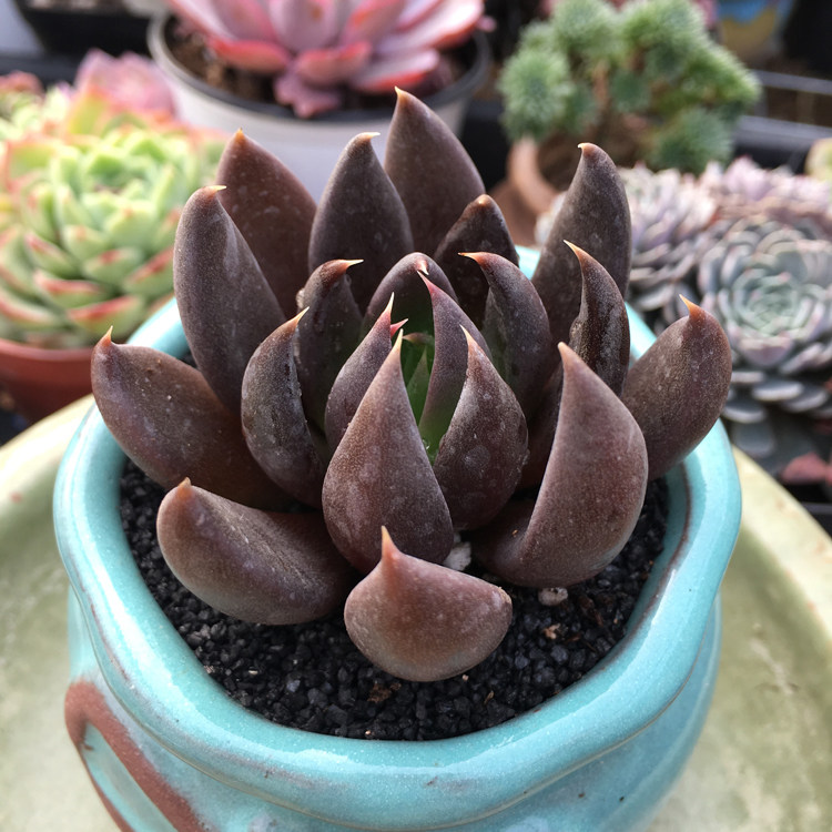 黑骑士古紫暗黑系列单头精品带粗桩多肉植物梦露多肉植物