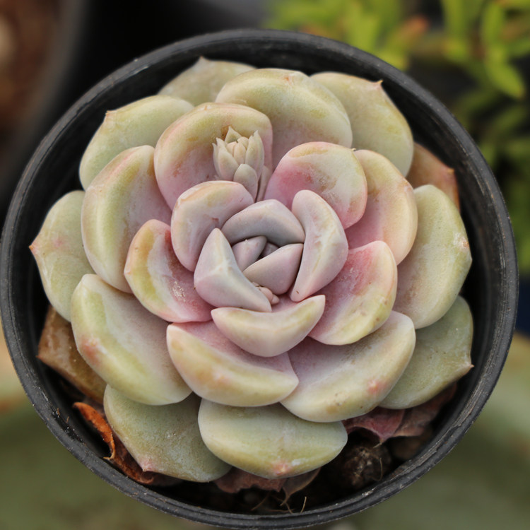 汉堡 多肉植物 泰尼汉堡 肉肉植物 萌肉肉组合盆栽 梦露园艺