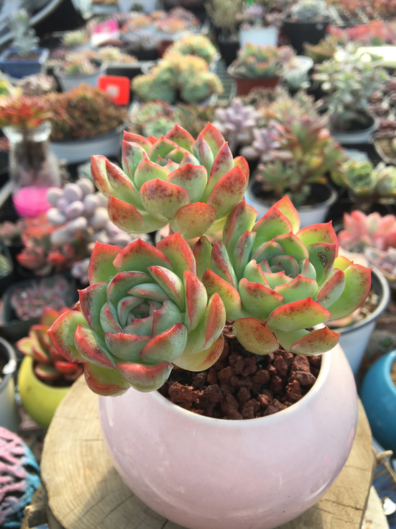 植物莎莎女王肉肉多肉多头一物一拍办公室阳台多肉植物