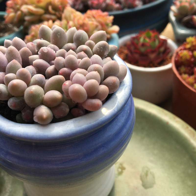 植物汤圆多肉糖豆小珍珠超萌迷你办公桌肉肉花卉多肉植物