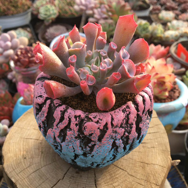 植物韩国进口魔笛多肉精品肉肉室内美观趣味多肉植物