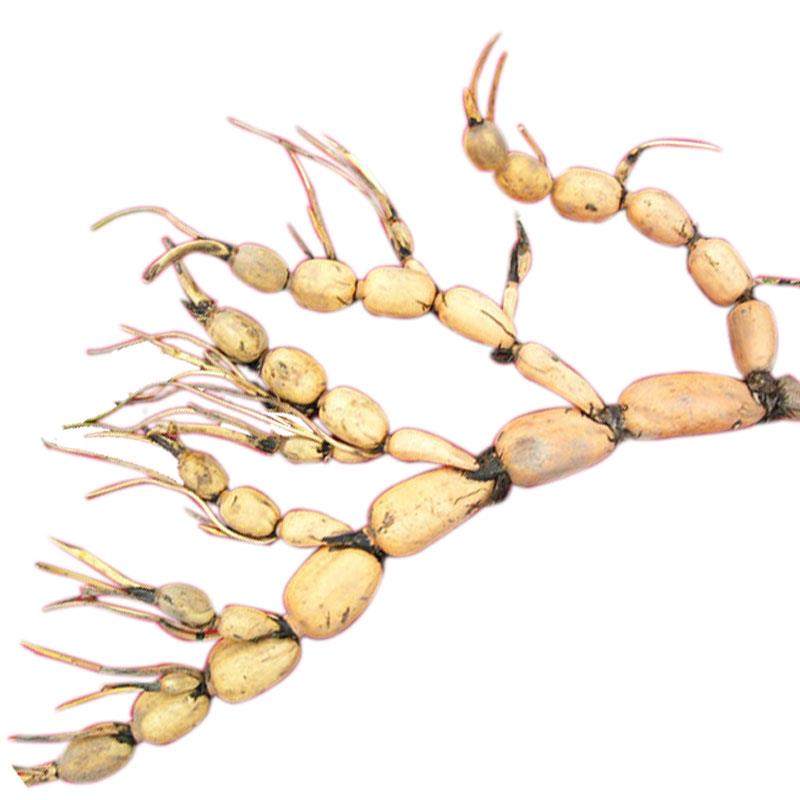 食用莲藕种苗盆栽大型荷花种藕大睡莲根块藕新鲜高产浅水藕种根苗