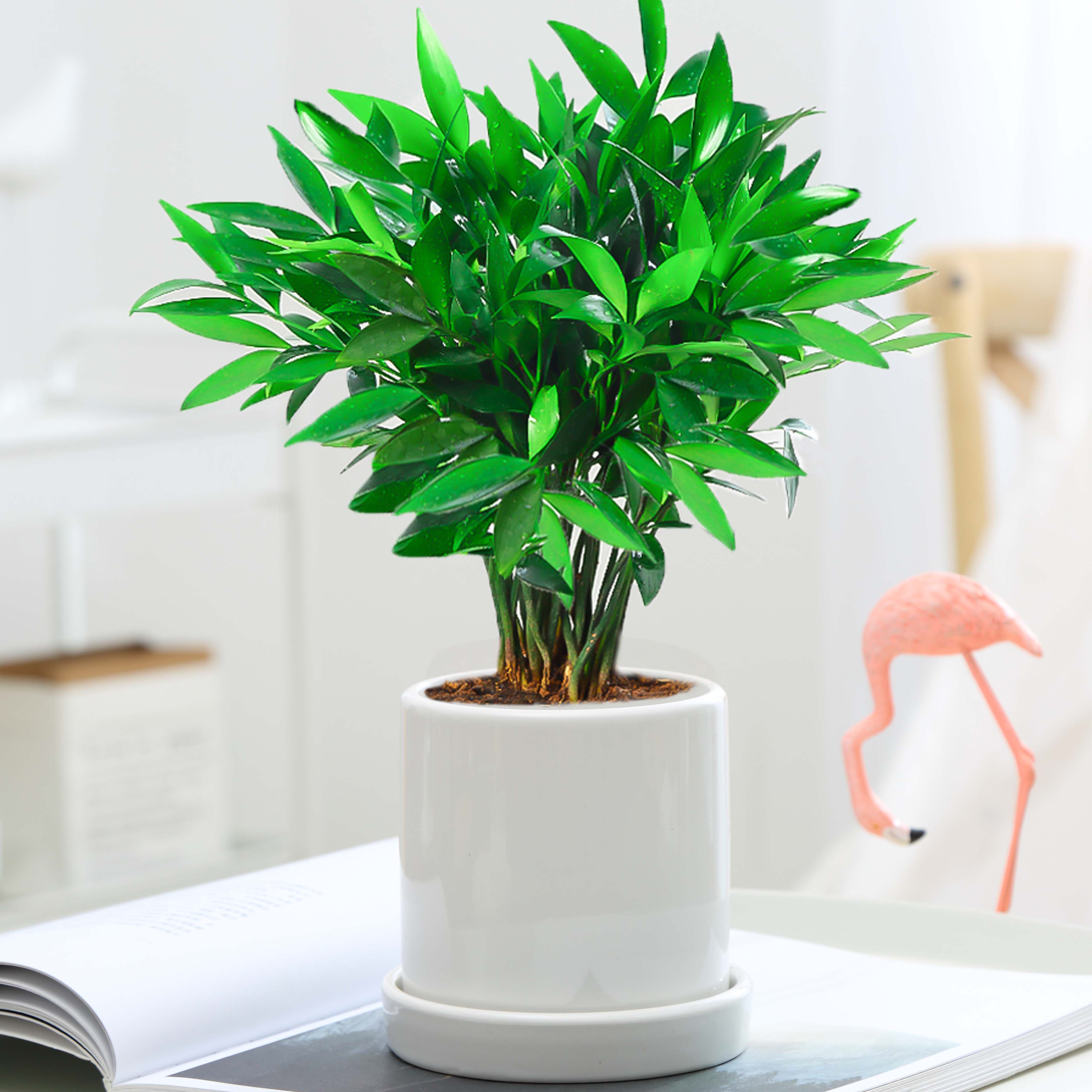 竹柏盆栽办公办公室室内四季常青净化空气甲醛桌面绿植