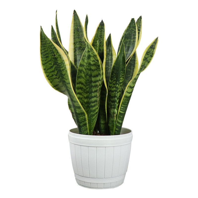 大金边虎皮兰植物盆栽花卉室内花绿植家用客厅大型吸甲醛四季常青