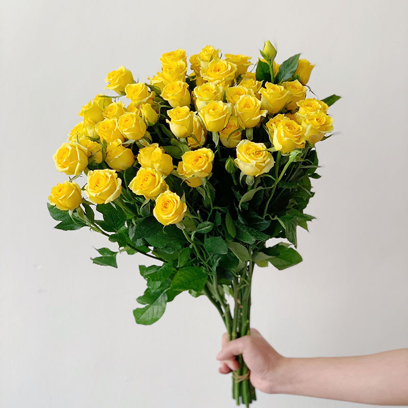 柠檬泡泡盆栽多头抗病地栽玫瑰月季月季花花苗时令草本花卉