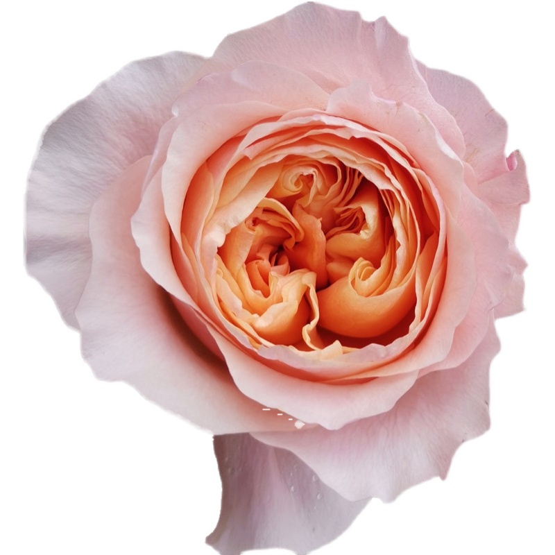 维多利亚秘密新品肯尼亚玫瑰大花灌木阳台庭院花卉花卉