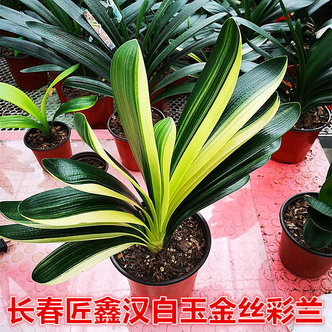 长春春匠精品君子兰汉白玉钢板板油麻彩宽叶短叶绿植