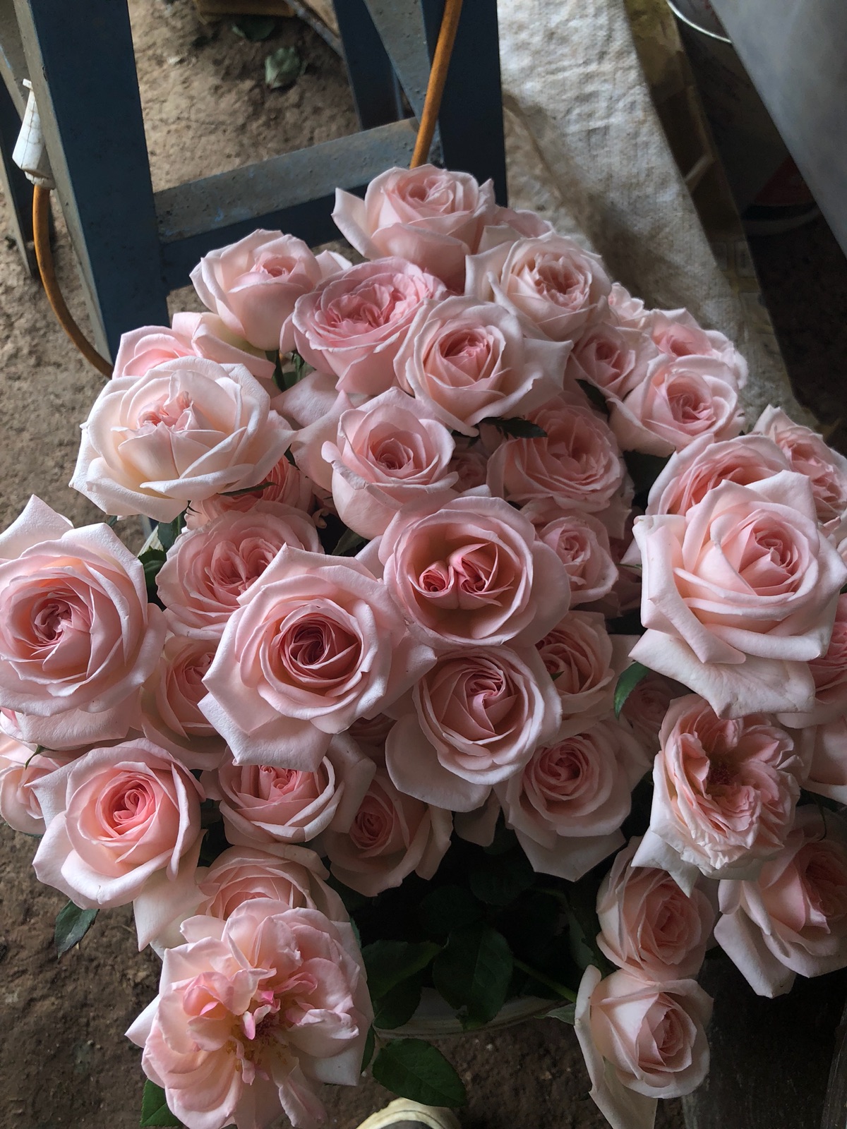 月季荔枝欧月果香浓香粉色奥哈娜切花月保证时令草本花卉