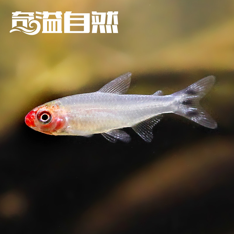 黑莲灯鱼热带观赏观赏鱼鱼类淡水高端小型稀有鱼