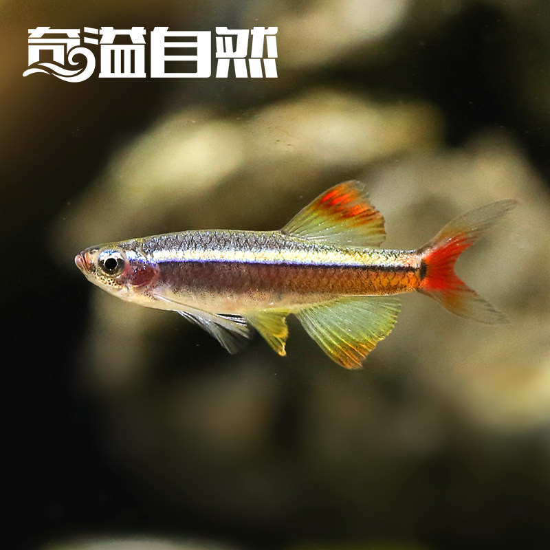 三角灯正紫罗兰热带观赏观赏鱼鱼类淡水高端小型鱼