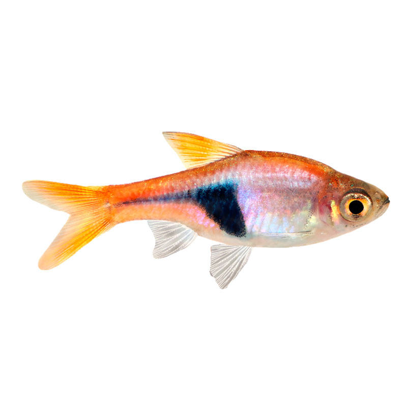 三角灯正紫罗兰热带观赏观赏鱼鱼类淡水高端小型鱼