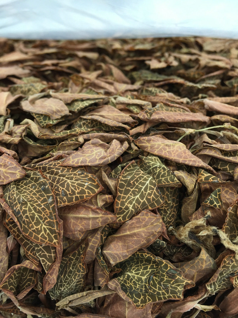 福建土楼金线莲干500g1斤其他药食同源食品