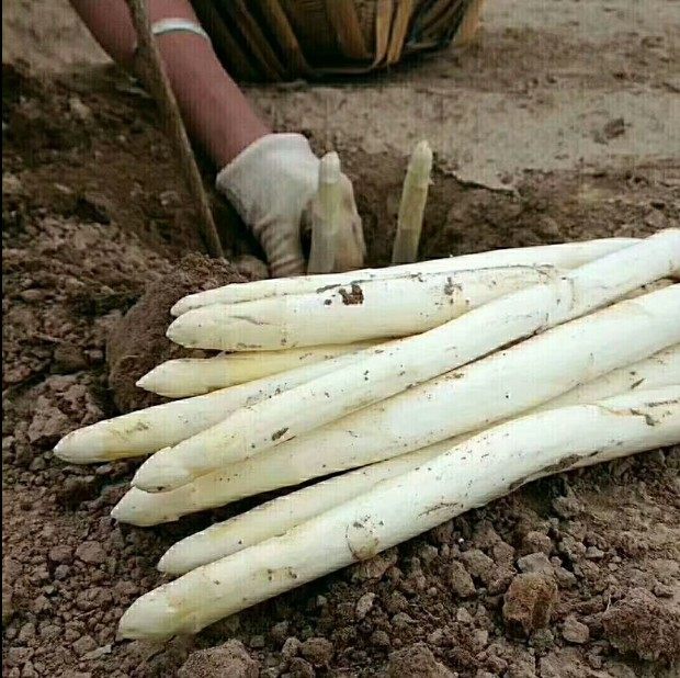 山东曹县特产农家新鲜白芦笋优质绿色原生态有机蔬菜芦笋3斤包邮