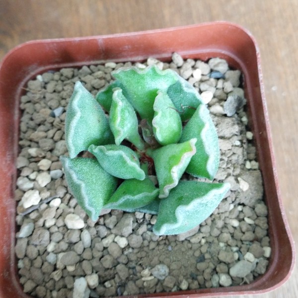 多肉植物神想曲多肉植物