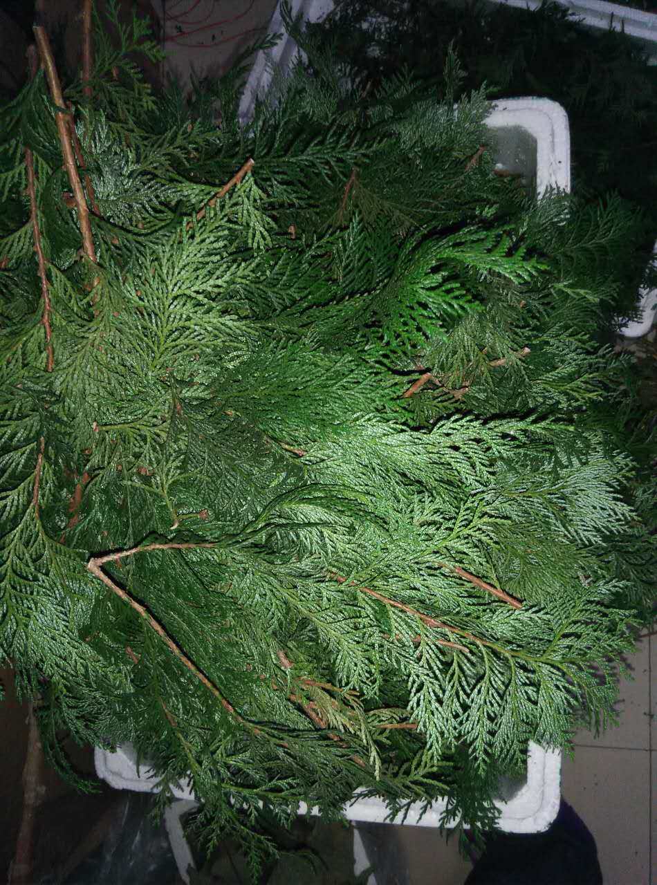 大山特产新鲜侧柏叶侧柏树叶无患子果皮香柏扁柏柏树现采现卖