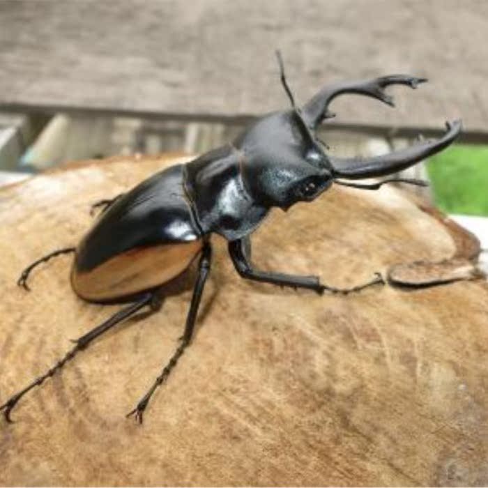 包邮包活 黄边鬼艳锹甲甲虫昆虫成虫 中扁锹甲成虫 独角仙成虫