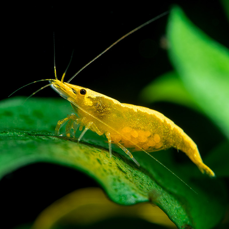 黄金2只一组20只工具背虾草缸活体米虾观赏虾