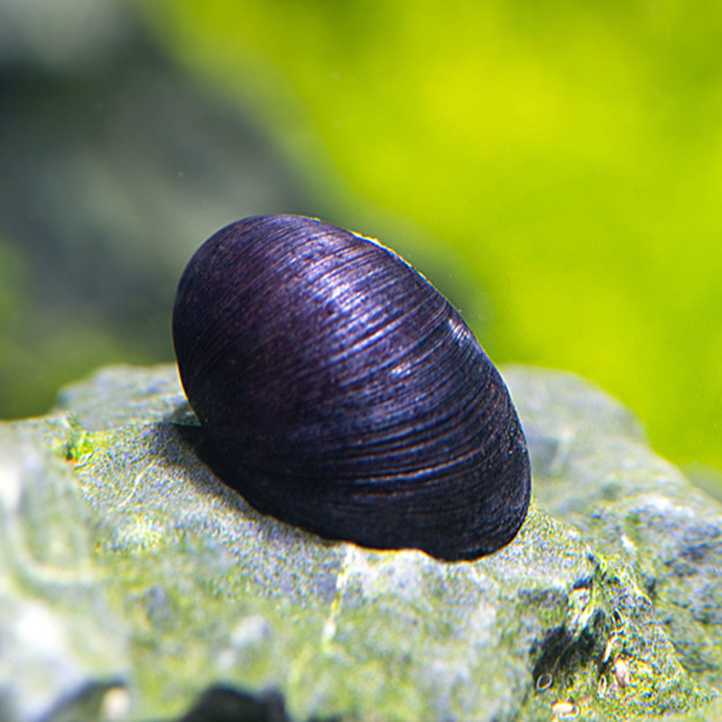 优惠券后4.9元,军帽螺黑金刚螺活体螺大号螺观赏螺鱼缸水族箱除藻螺宠