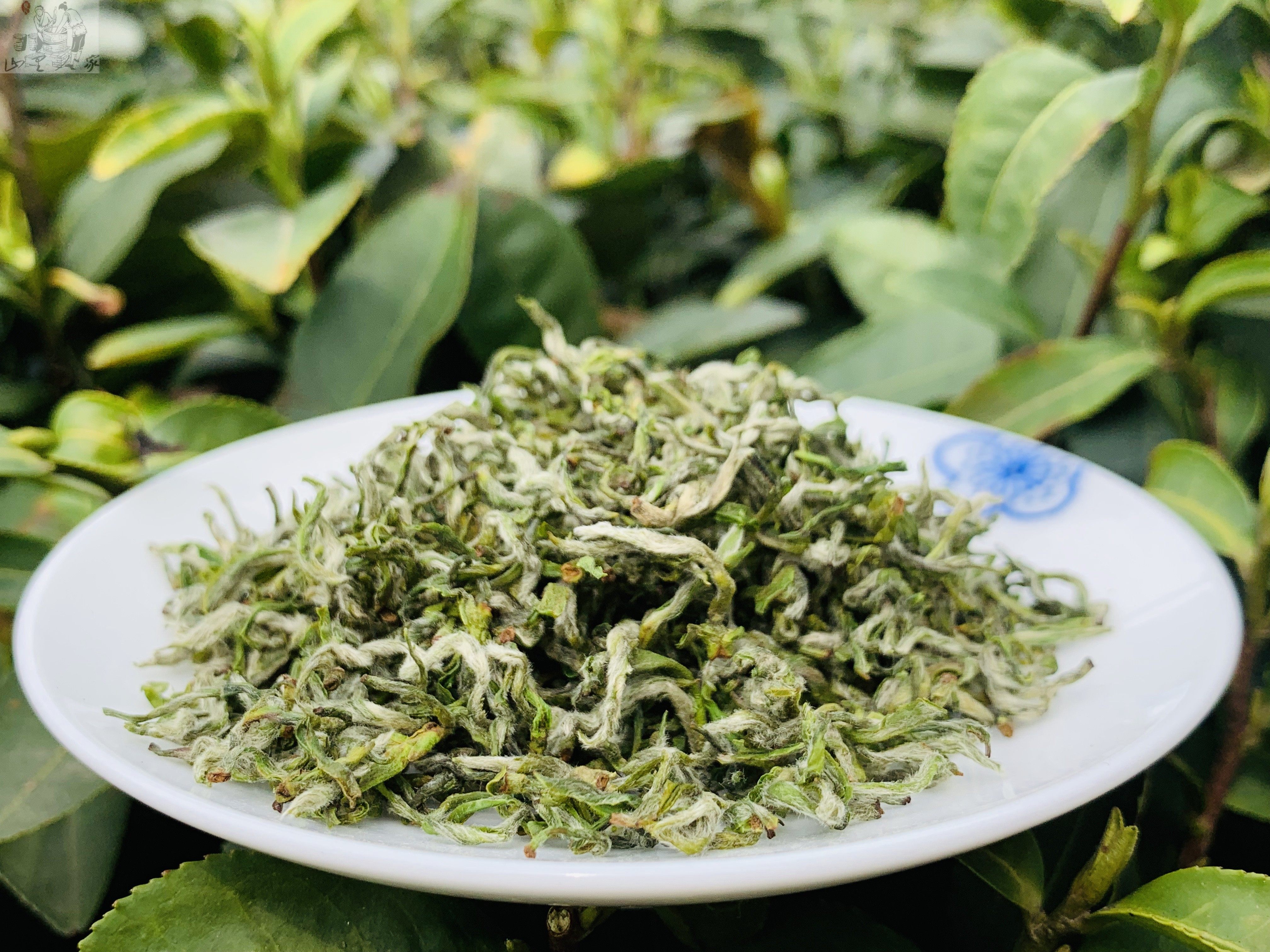 春季2020新茶碧螺春明前宜兴茗茶阳羡手绿茶特级碧螺春