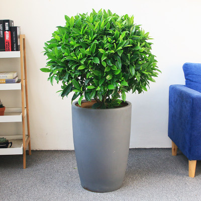 非洲茉莉绿植室内阳台庭院大型造型盆栽长沙大型绿植