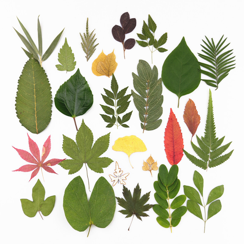 树叶32种植物标本贴画幼儿园手工书签台灯蜡烛干花