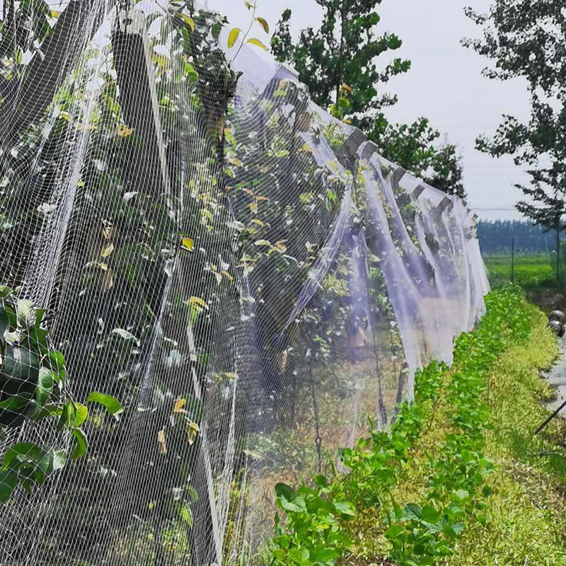 防鸟果园果树防护葡萄樱桃用网鱼塘养殖天网其它园艺用品