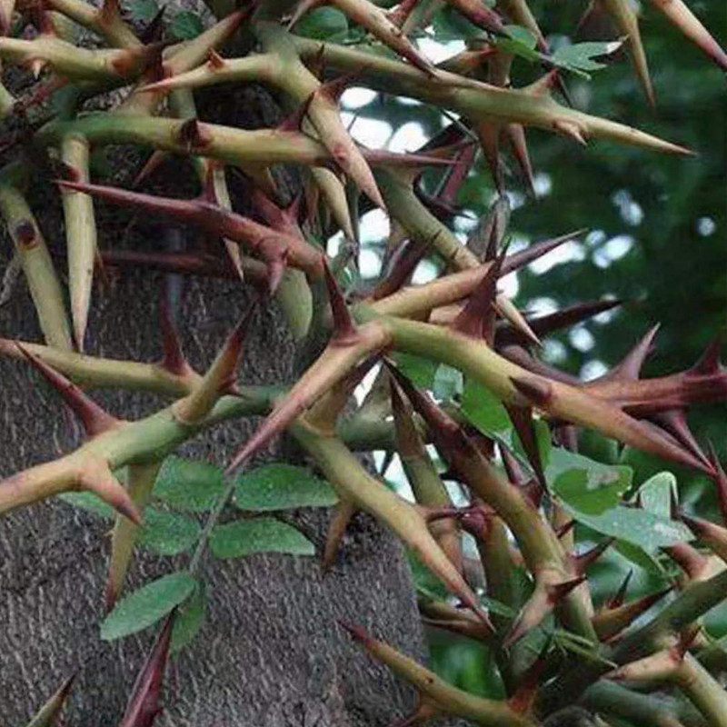 贵州纳雍县野生皂角刺中草药皂荚刺天丁皂刺粉皂角针包邮500g