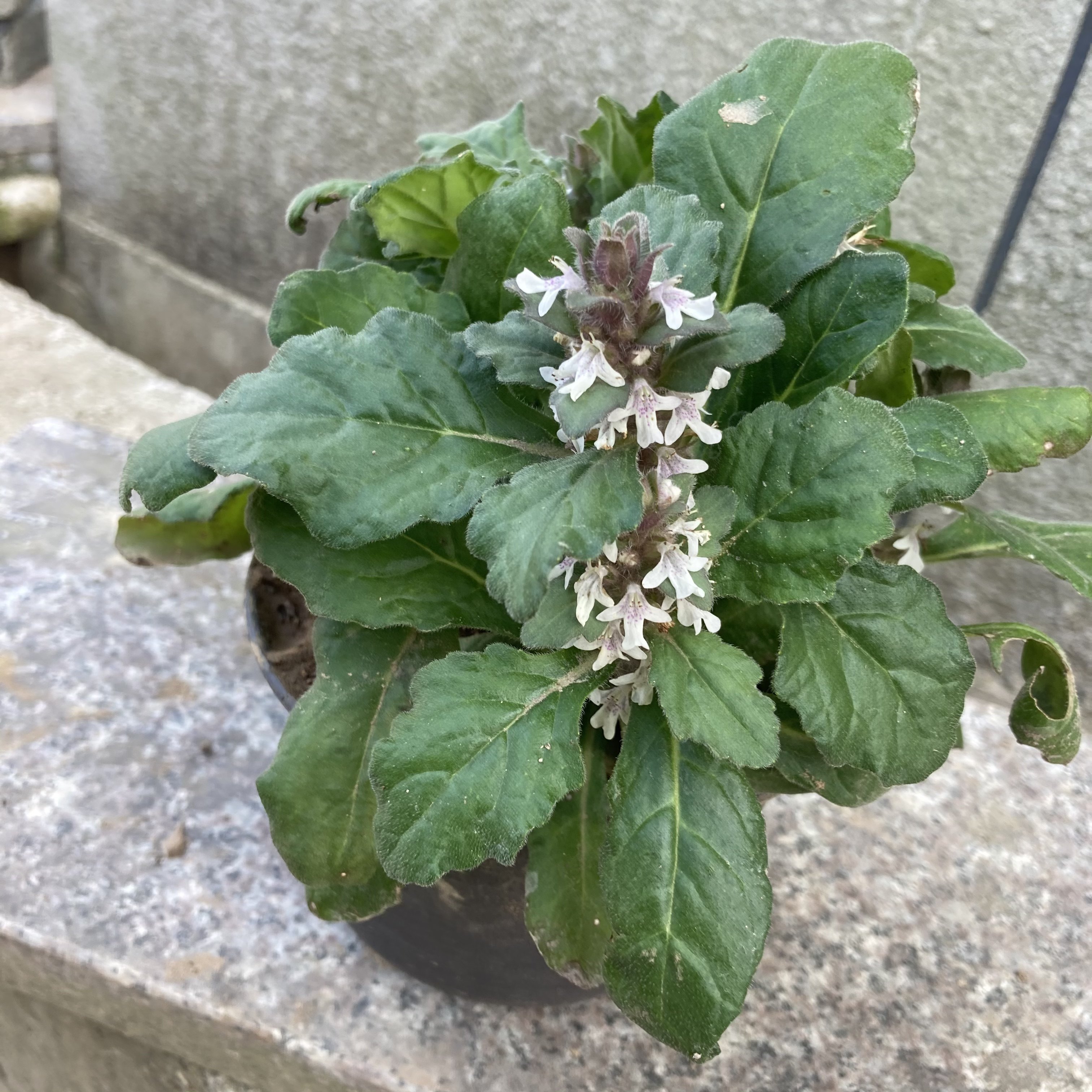 破血退血枯草夏枯草白毛血草丹苗草散筋骨白头翁绿植