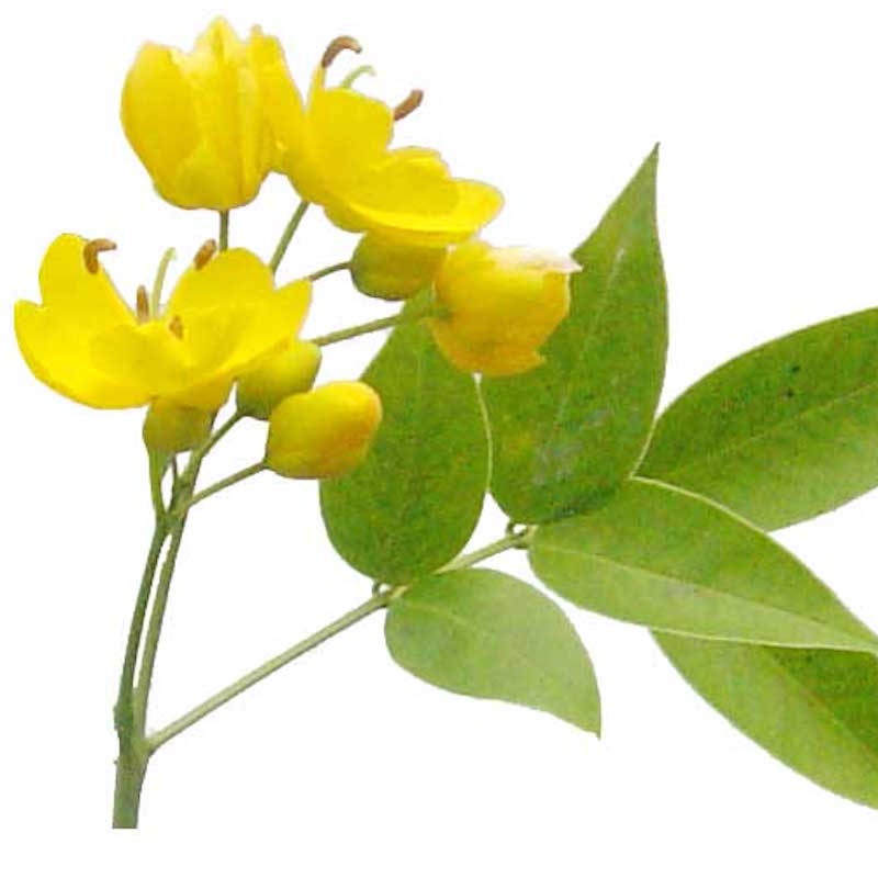 驱蛇植物灭门盆栽野决明驱蛇草灭蛇庭院防蛇绿植